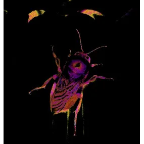 Essence unique Wild Earth -...