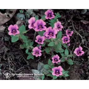 Esencia única de California...