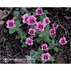 FES Californian Single Essence - Purple Monkey Flower (Mimulus kelloggii) 7.4 ml