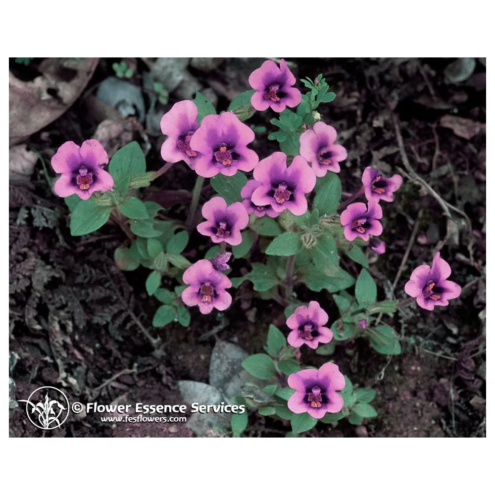Esencia única californiana FES - Flor de mono morada (Mimulus kelloggii) 7,4 ml
