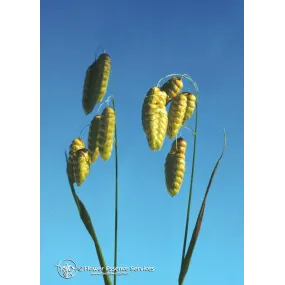 Esencia única de California...