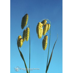 Essenza Singola Californiana FES - Quaking Grass (Briza Maxima) 7,4 ml