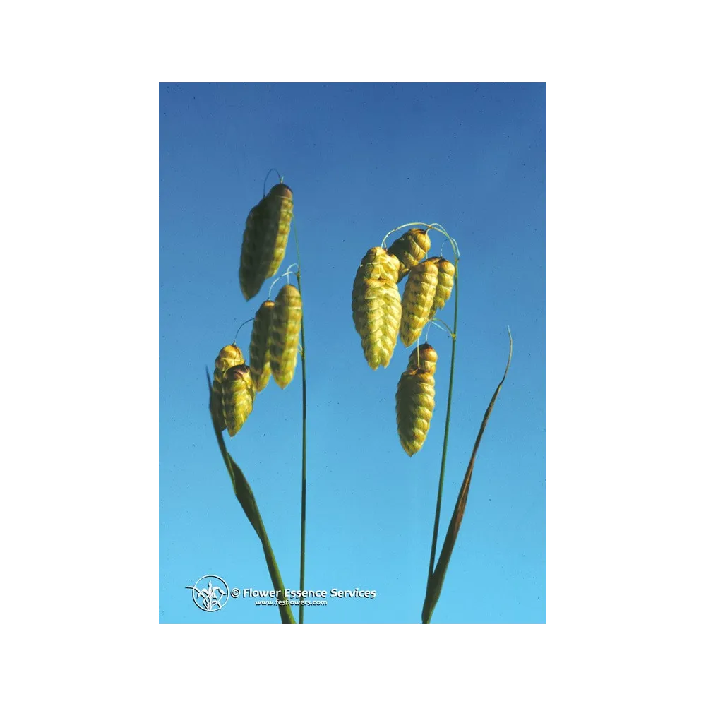 Essenza Singola Californiana FES - Quaking Grass (Briza Maxima) 7,4 ml