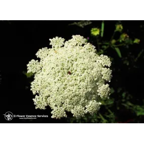 California Single Essence FES - Queen Anne's Lace