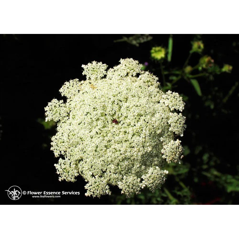 California Single Essence FES - Dentelle de la Reine Anne