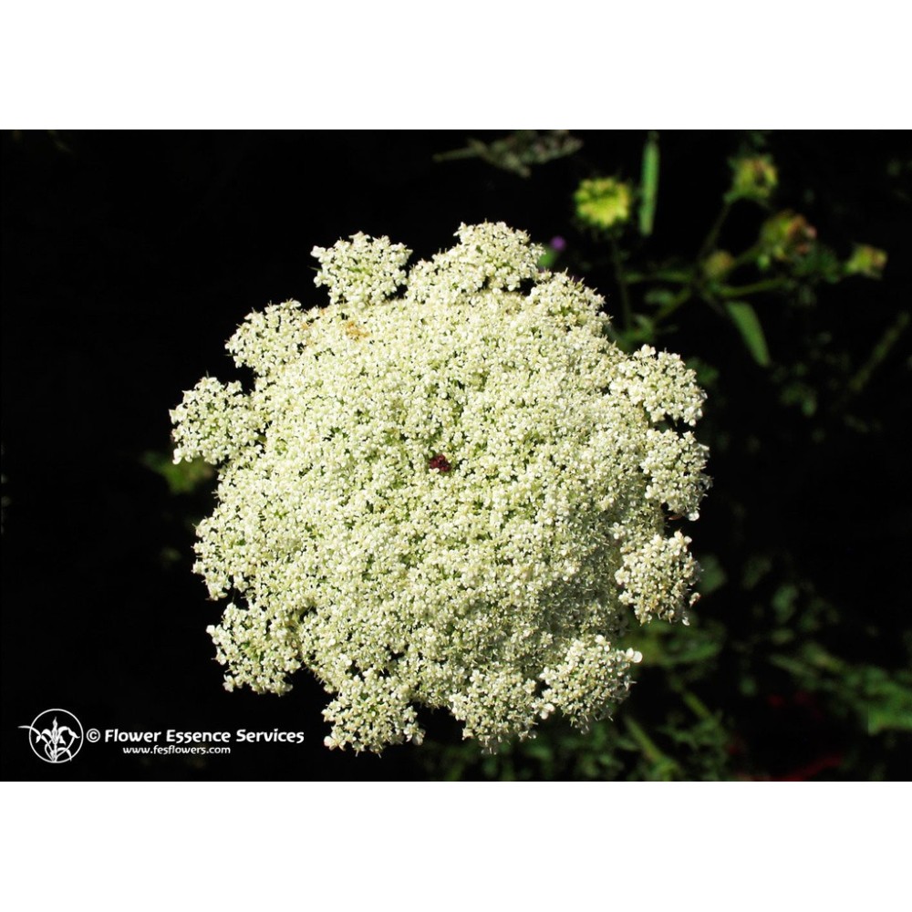 Essenza Singola Californiana FES - Queen Anne's Lace (Daucus carota) 7,4 ml