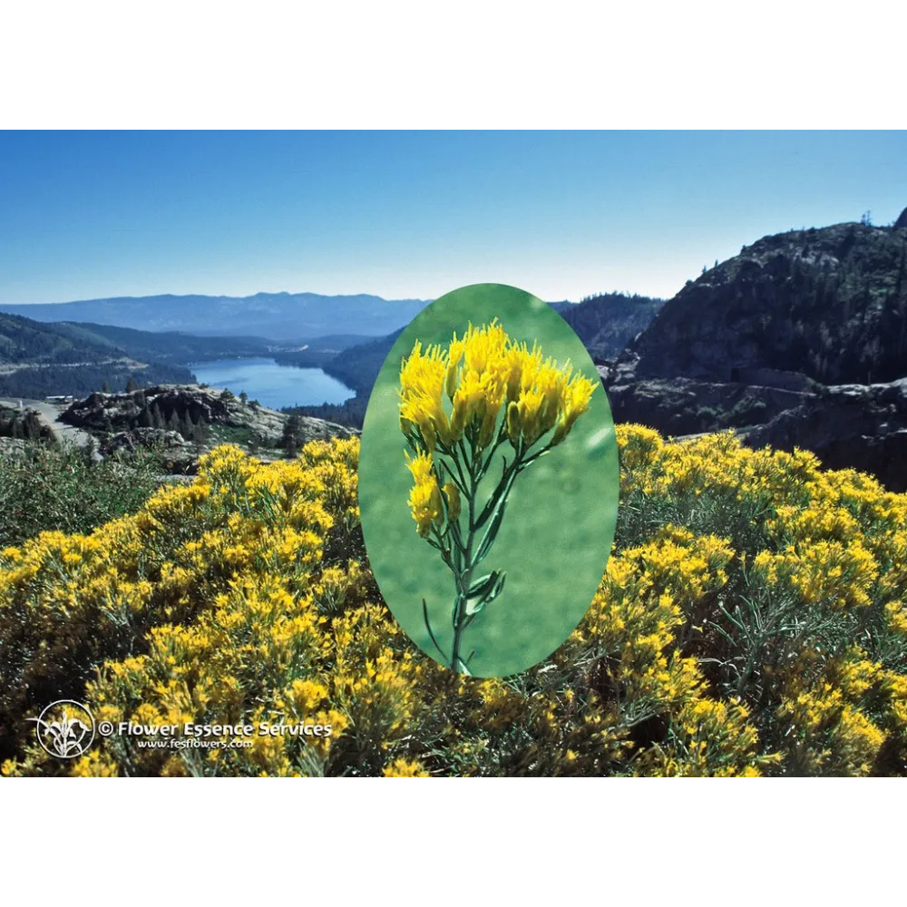 Essenza Singola Californiana FES - Rabbitbrush (Chrysothamnus nauseosus) 7,4 ml