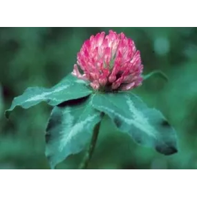 Californian Single Essence...