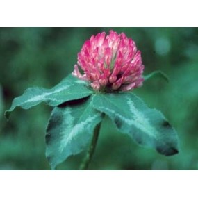 Essence unique californienne FES - Trèfle rouge (Trifolium pratense) 7,4 ml