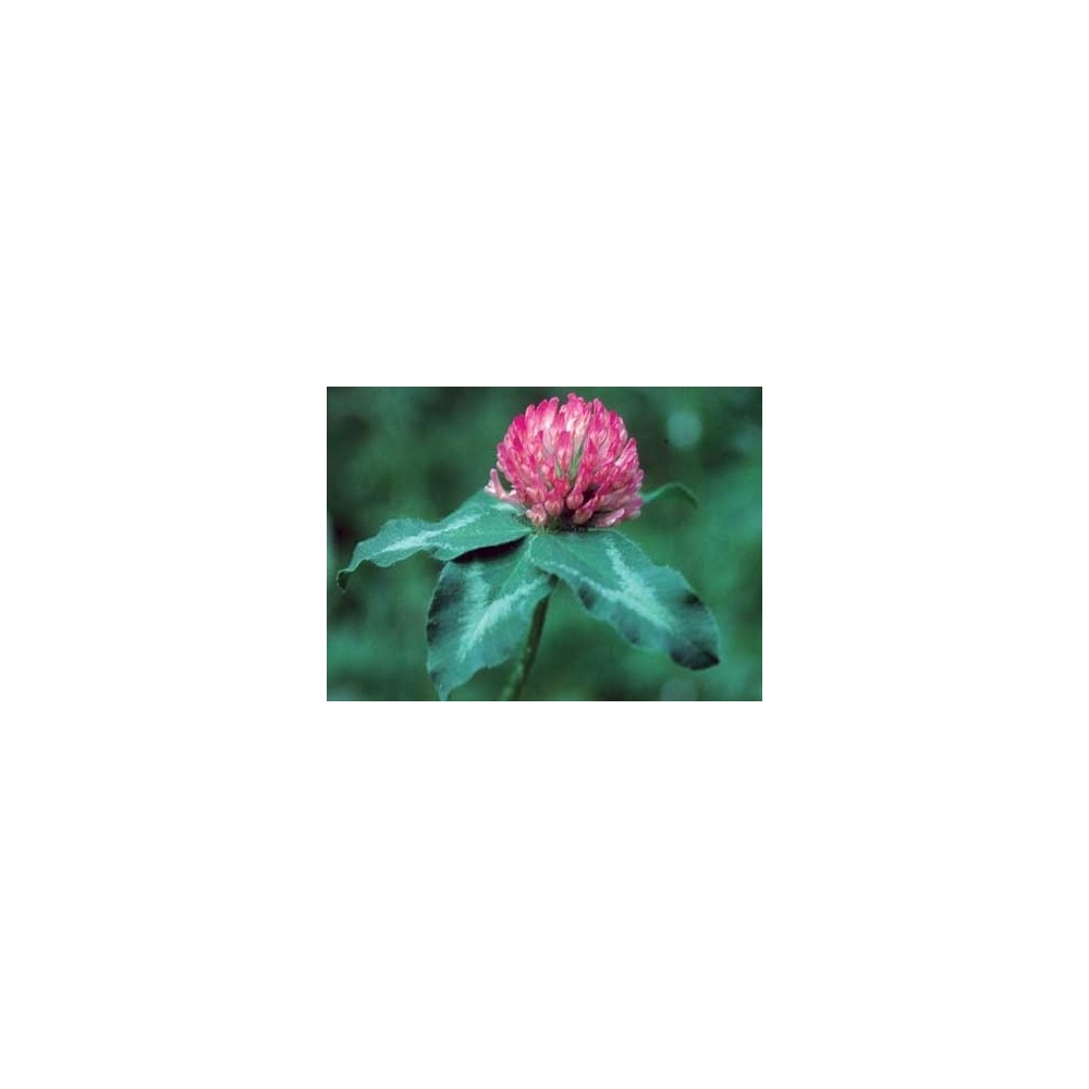 Essence unique californienne FES - Trèfle rouge (Trifolium pratense) 7,4 ml