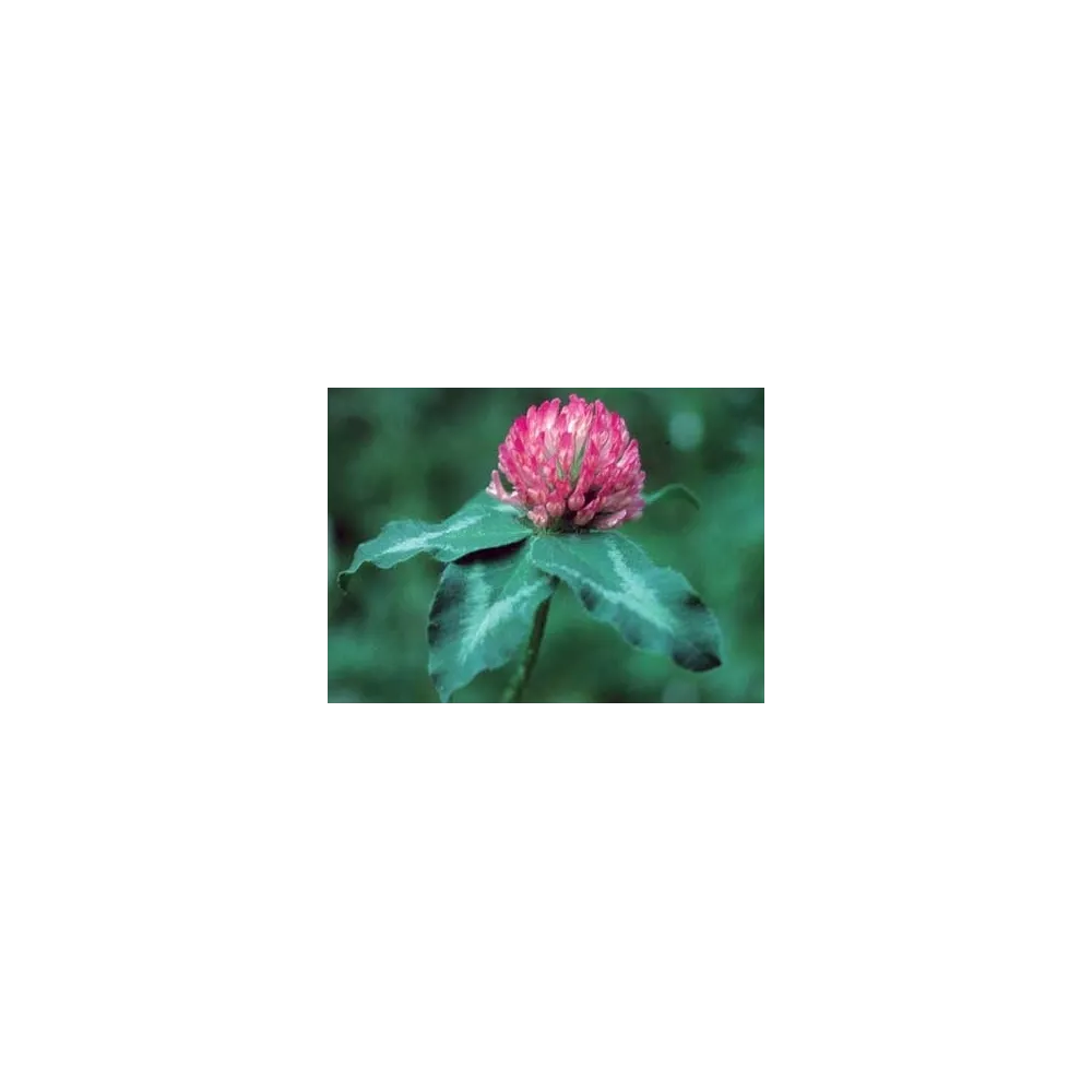 Essence unique californienne FES - Trèfle rouge (Trifolium pratense) 7,4 ml