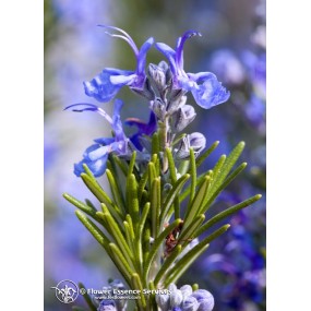 FES Californian Single Essence - Rosemary (Rosmarinus officinalis) 7.4 ml