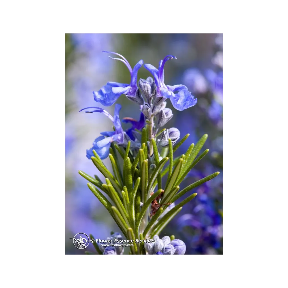 FES Californian Single Essence – Rosmarin (Rosmarinus officinalis) 7,4 ml