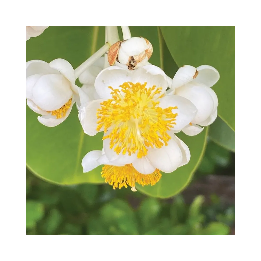Esencias florales de arbusto australiano - Calophyllum 15 ml
