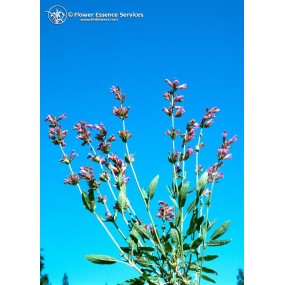 Californian Single Essence FES - Sage (Salvia officinalis) 7.4 ml