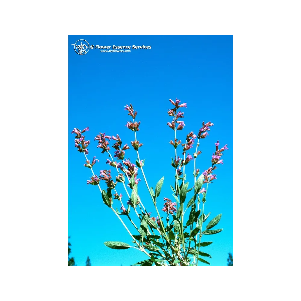 Esencia única californiana FES - Salvia