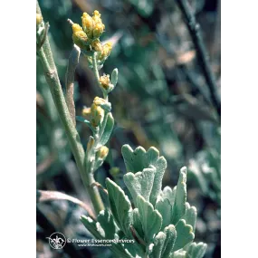 Esencia única de California...