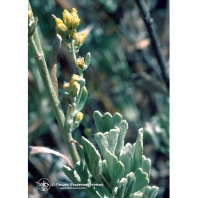 Essence Unique Californienne FES - Armoise (Artemisia tridentata) 7,4 ml