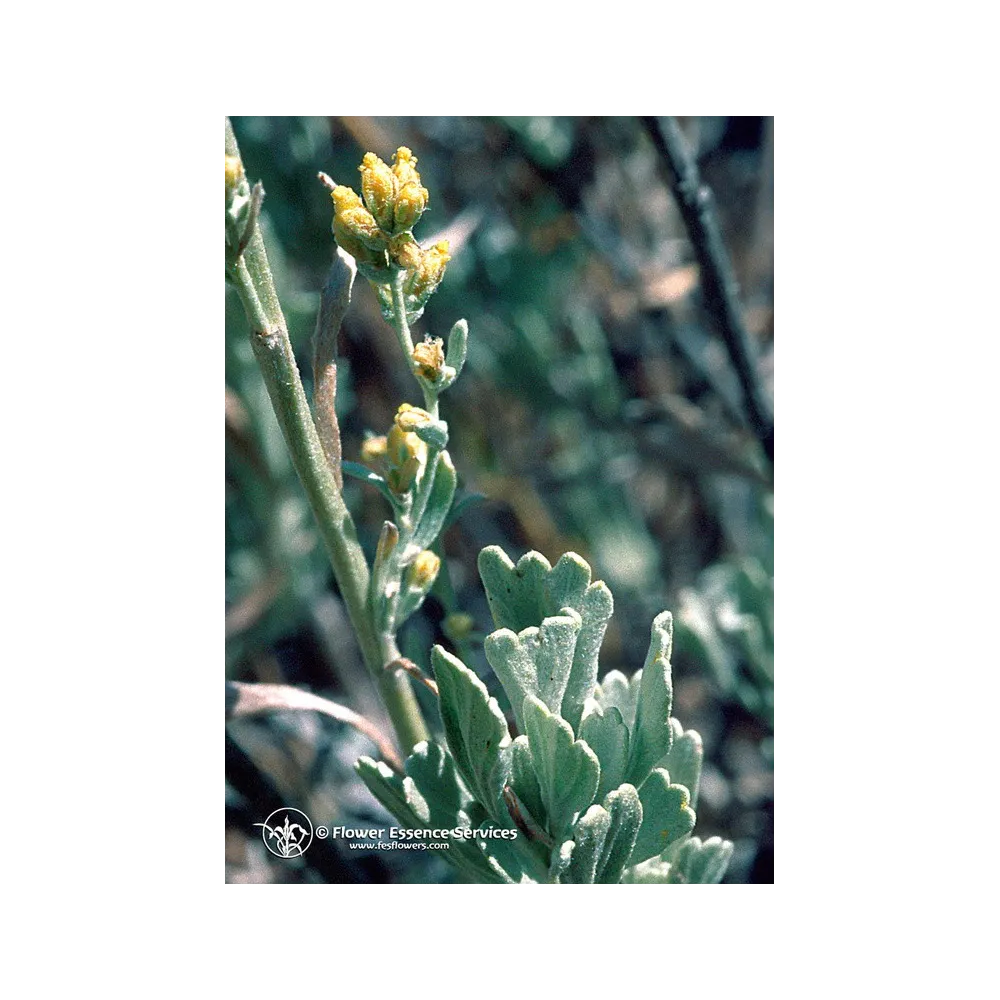Californian Single Essence FES - Sagebrush (Artemisia tridentata) 7.4 ml