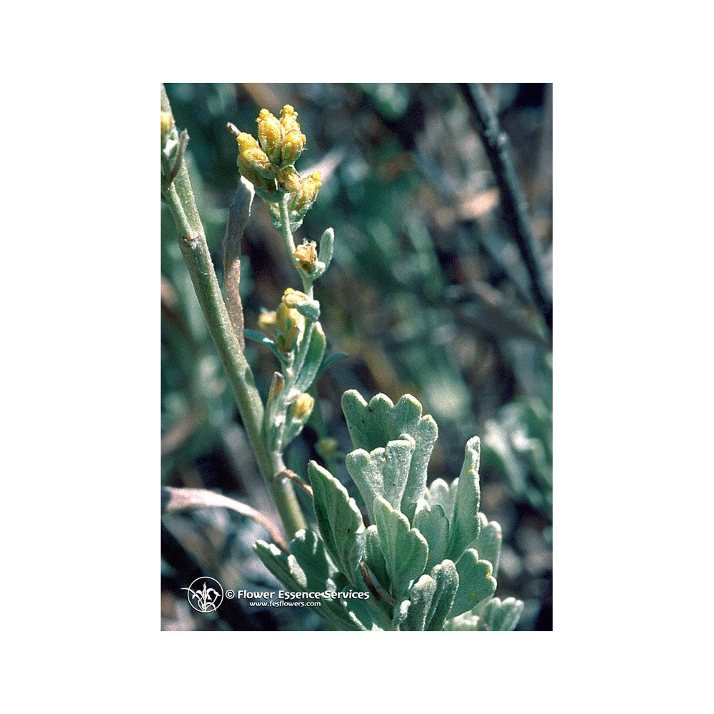 Essence Unique Californienne FES - Armoise (Artemisia tridentata) 7,4 ml