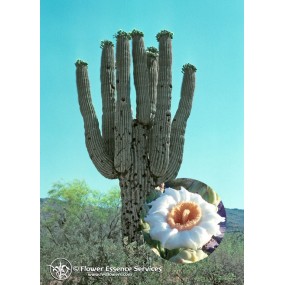 Esencia única californiana FES - Saguaro (Carnegiea giganteus) 7,4 ml