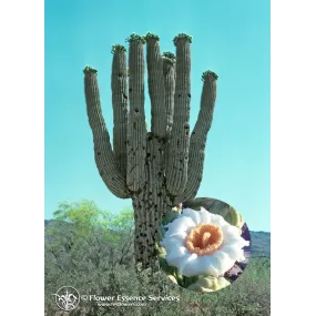 Essence Unique...