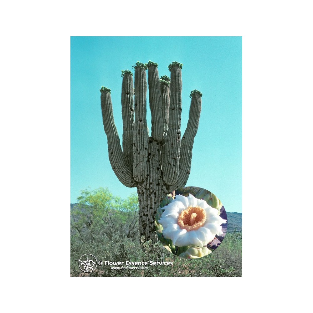 Esencia única californiana FES - Saguaro (Carnegiea giganteus) 7,4 ml