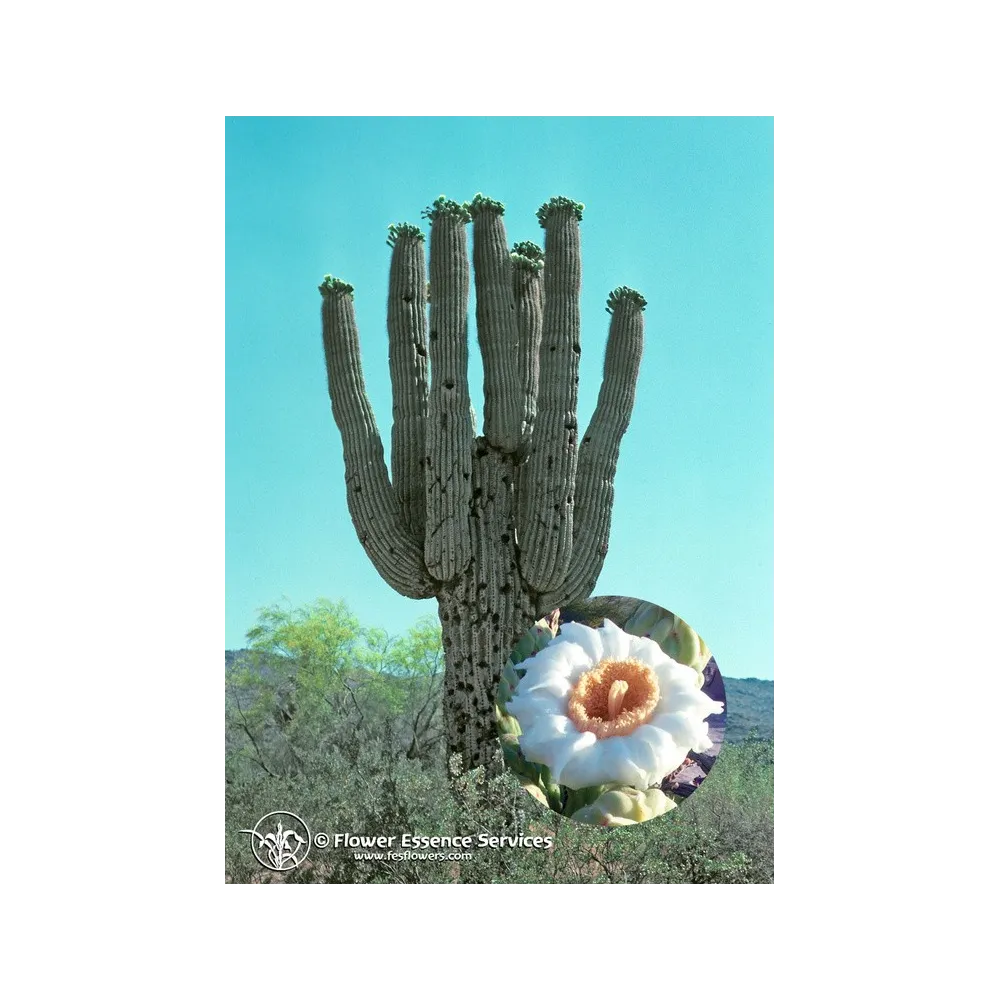 Esencia única de California FES - Saguaro