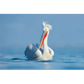 Korte animal essences -...