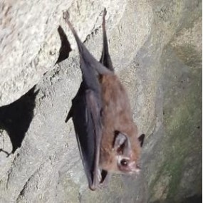 Korte animal essences - Bat...
