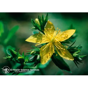 FES Essence unique...