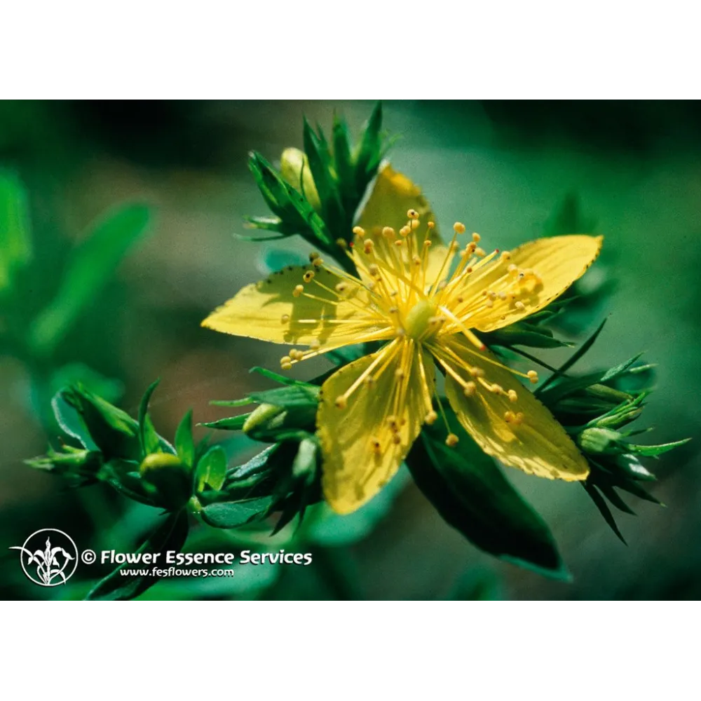 Essence unique californienne FES - Millepertuis (Hypericum perforatum) 7,4 ml