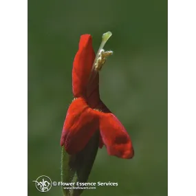 Essence unique...