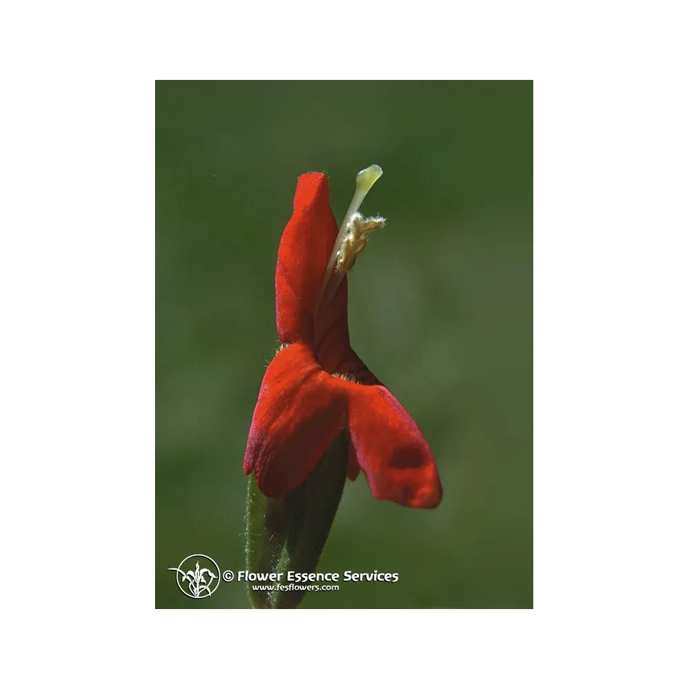 Esencia única californiana FES – Flor de mono escarlata