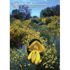 Californian Single Essence FES – Ginster (Cytisus scoparius) 7,4 ml