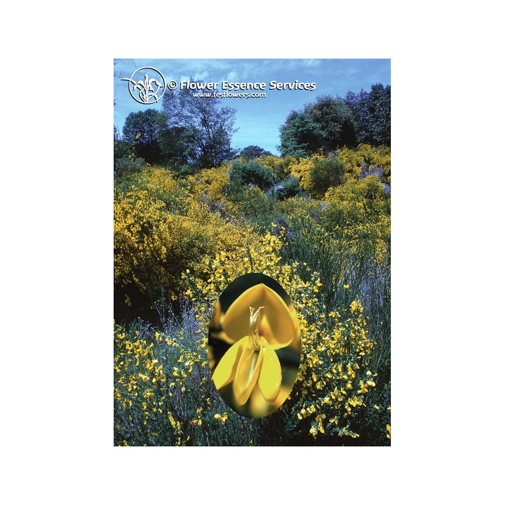 Californian Single Essence FES - Scotch Broom (Cytisus scoparius) 7.4 ml