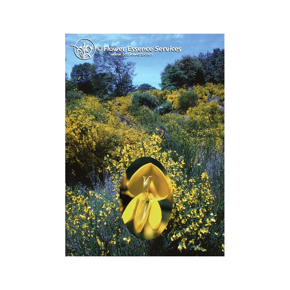 Essenza Singola Californiana FES - Scotch Broom (Cytisus scoparius) 7,4 ml