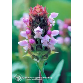 FES Essence unique...