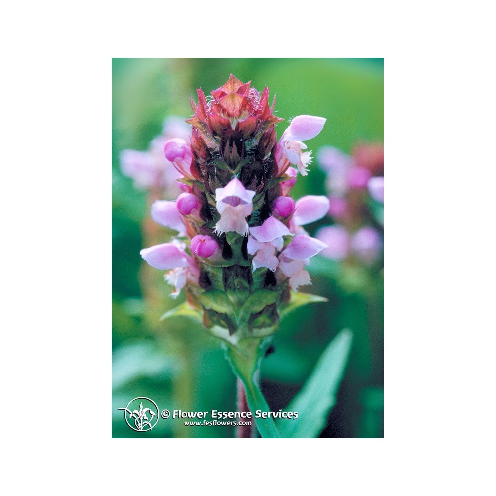 Essenza Singola Californiana FES - Self-Heal (Prunella vulgaris) 7,4 ml