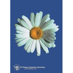 Essence unique californienne FES - Shasta Daisy (Chrysanthème maximum) 7,4 ml
