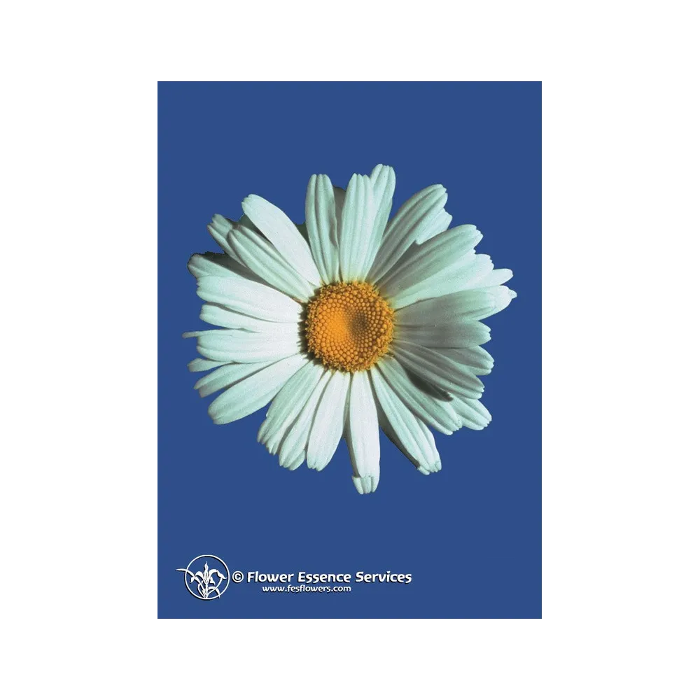 Esencia única californiana FES – Shasta Daisy