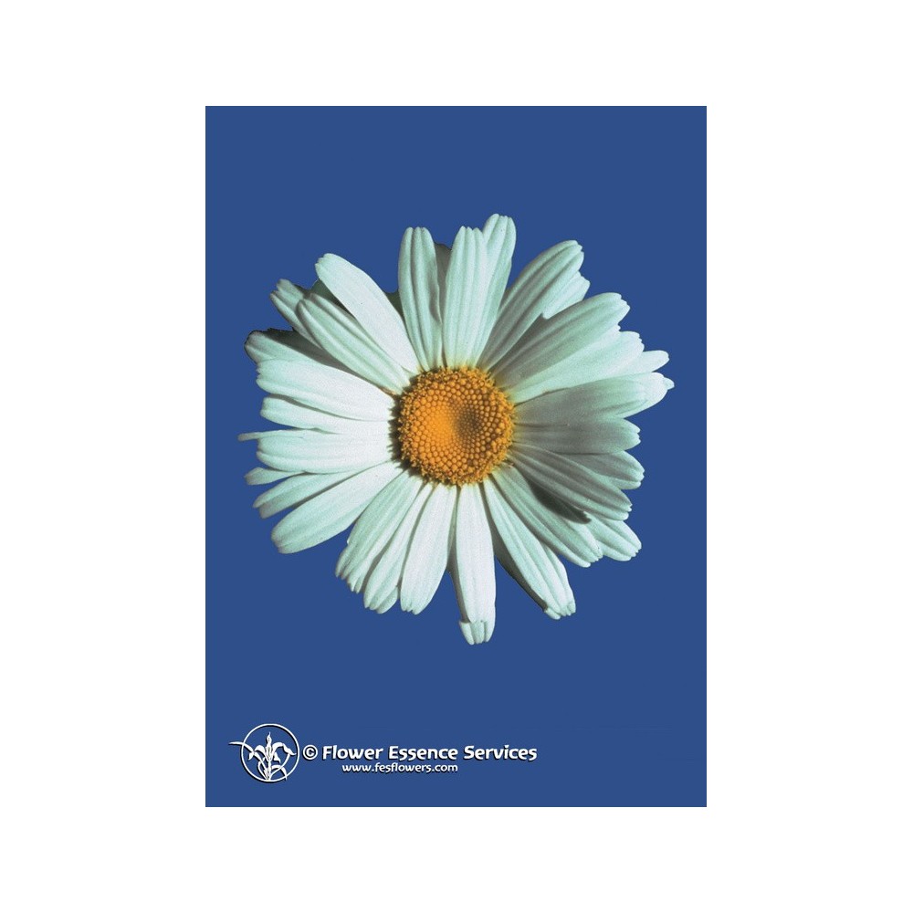 Essence unique californienne FES - Shasta Daisy (Chrysanthème maximum) 7,4 ml