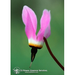 Esencia única californiana FES - Estrella fugaz (Dodecatheon hendersonii) 7,4 ml