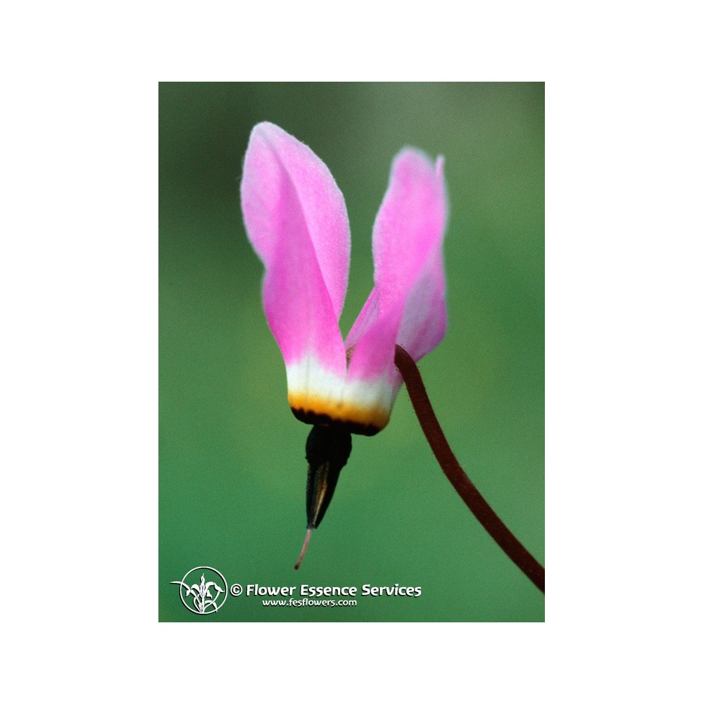 Californian Single Essence FES - Shooting Star (Dodecatheon hendersonii) 7.4 ml