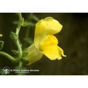 Esencia única californiana FES - Boca de dragón (Antirrhinum majus) 7,4 ml