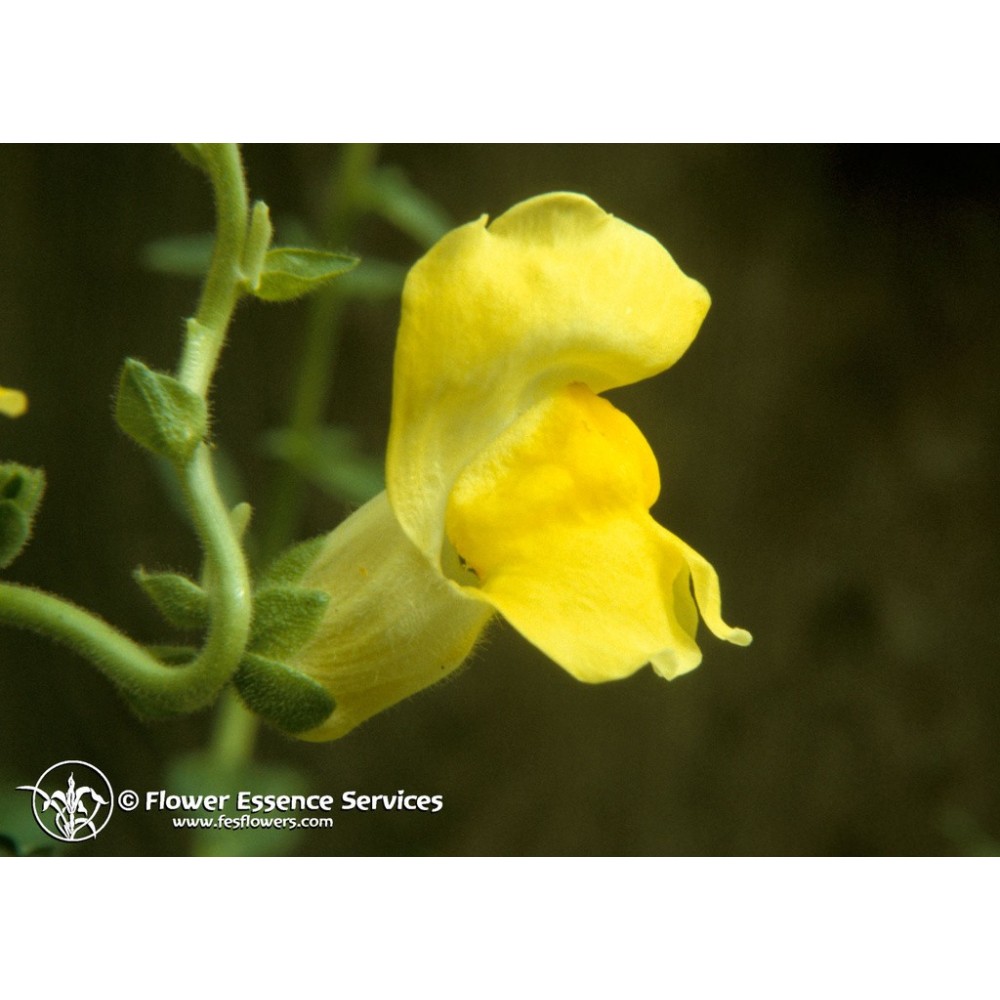 Essenza Singola Californiana FES - Snapdragon (Antirrhinum majus) 7,4 ml