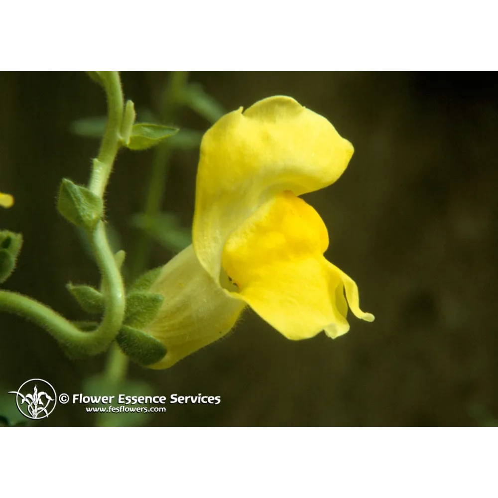 California Single Essence FES - Snapdragon