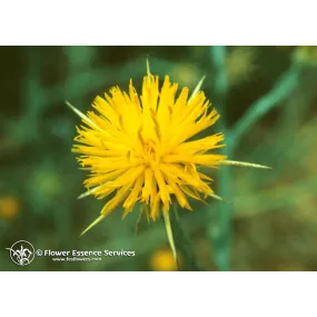 Esencia única de California...