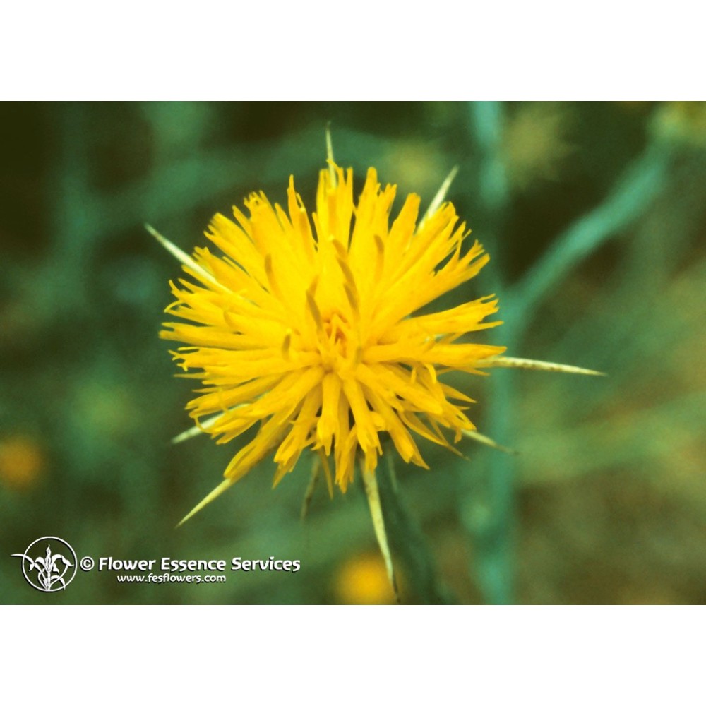 Essence unique californienne FES - Chardon étoilé (Centaurea solstitialis) 7,4 ml
