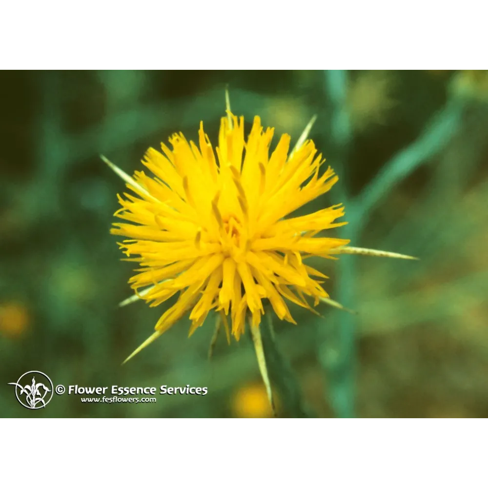 Essenza Singola Californiana FES - Star Thistle (Centaurea solstitialis) 7,4 ml